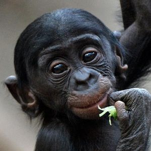 Image post by @animalplanet on Instagram