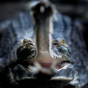 Image post by @animalplanet on Instagram