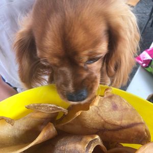 Image post by @bestforpetsmelb on Instagram