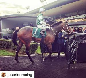 Image post by @australianturfclub on Instagram