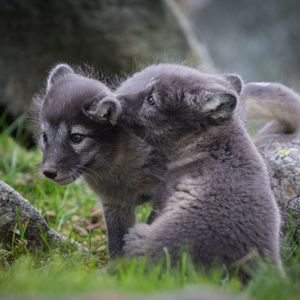 Image post by @animalplanet on Instagram