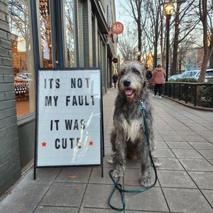Image post by @thesavannahwolfhound on Instagram