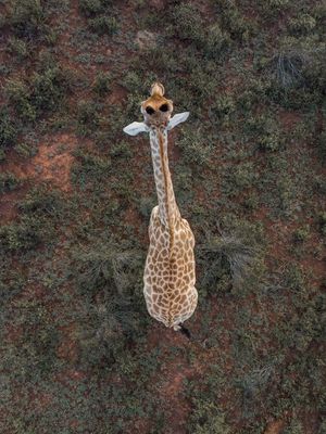 Image post by @Discovery on Twitter