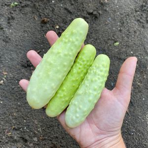 Image post by @kidsgardening on Instagram