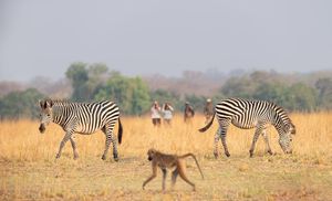 Image post by @chiawasafaris on Instagram