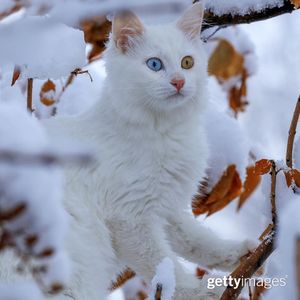 Image post by @gettyimages on Instagram
