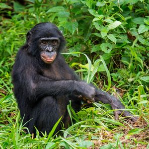Image post by @animalplanet on Instagram