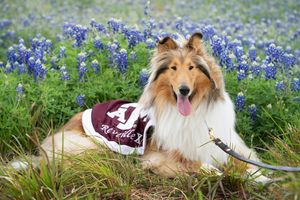 Image post by @tamu on Instagram