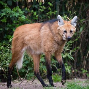 Image post by @animalplanet on Instagram