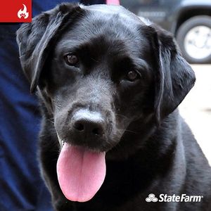 Image post by @statefarm on Instagram