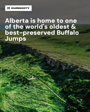 Image post by @curiocitycalgary on Instagram