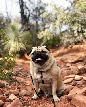 Image post by @pupcorntreats on Instagram