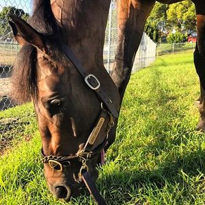 Image post by @australianturfclub on Instagram