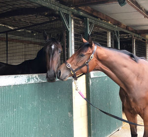 Image post by @australianturfclub on Instagram