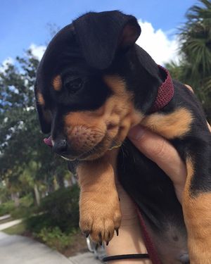 Image post by @fgcu on Instagram