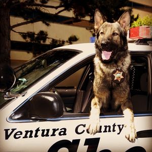 Image post by @vcsheriff on Instagram