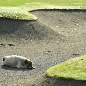 Image post by @golfdogs on Instagram