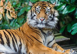 Image post by @Discovery on Twitter