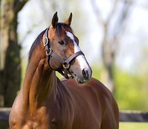 Image post by @spendthriftfarm on Instagram