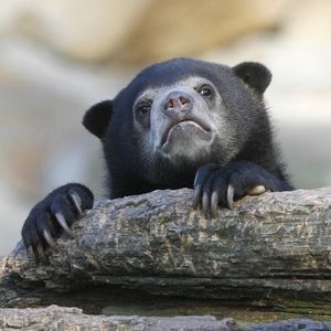 Image post by @animalplanet on Instagram