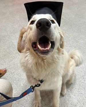Image post by @petsmart on Instagram