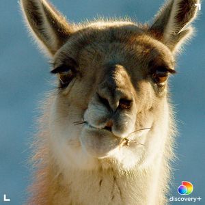 Image post by @animalplanet on Instagram