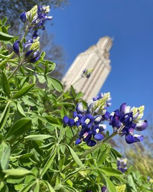 Image post by @utaustintx on Instagram
