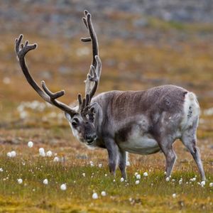 Image post by @animalplanet on Instagram