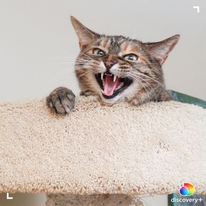 Image post by @animalplanet on Instagram