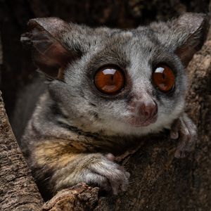 Image post by @animalplanet on Instagram