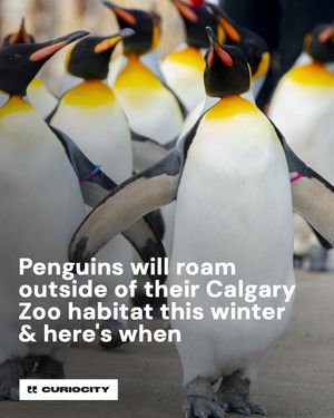 Image post by @curiocitycalgary on Instagram