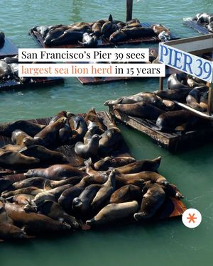Image post by @secret_sanfrancisco on Instagram