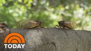 Video post by @today on YouTube