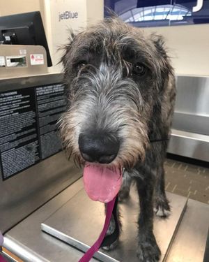 Image post by @thesavannahwolfhound on Instagram