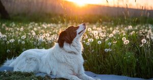 Image post by @triumphpetfood on Instagram
