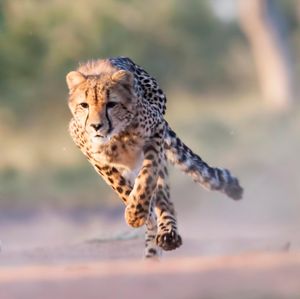 Image post by @animalplanet on Instagram