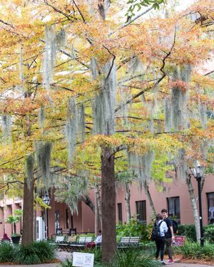 Image post by @collegeofcharleston on Instagram