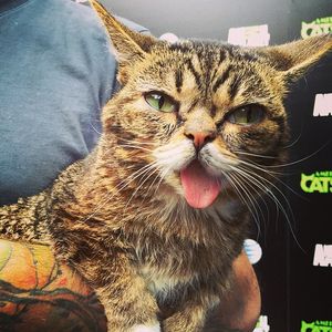 Image post by @animalplanet on Instagram