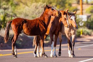 Image post by @AJCityAZ on Twitter