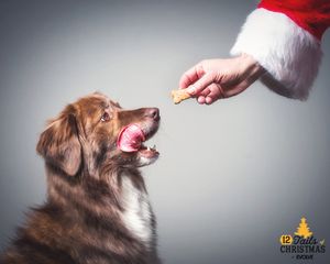 Image post by @evolvepetfood on Instagram