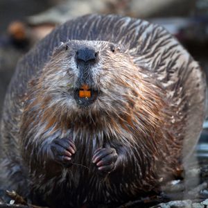 Image post by @animalplanet on Instagram