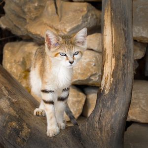 Image post by @animalplanet on Instagram