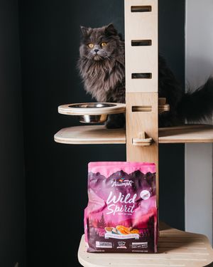 Image post by @triumphpetfood on Instagram