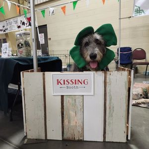 Image post by @thesavannahwolfhound on Instagram