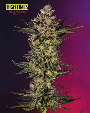 Image post by @hightimesmagazine on Instagram