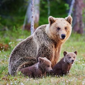 Image post by @animalplanet on Instagram
