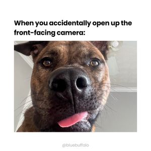 Image post by @bluebuffalo on Instagram