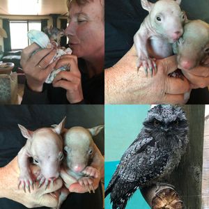 Image post by @bestforpetsmelb on Instagram