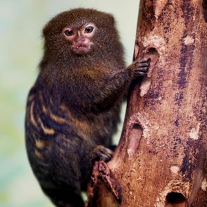 Image post by @animalplanet on Instagram