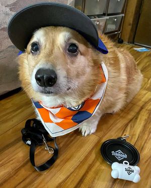 Image post by @DiamondPetFood on Twitter